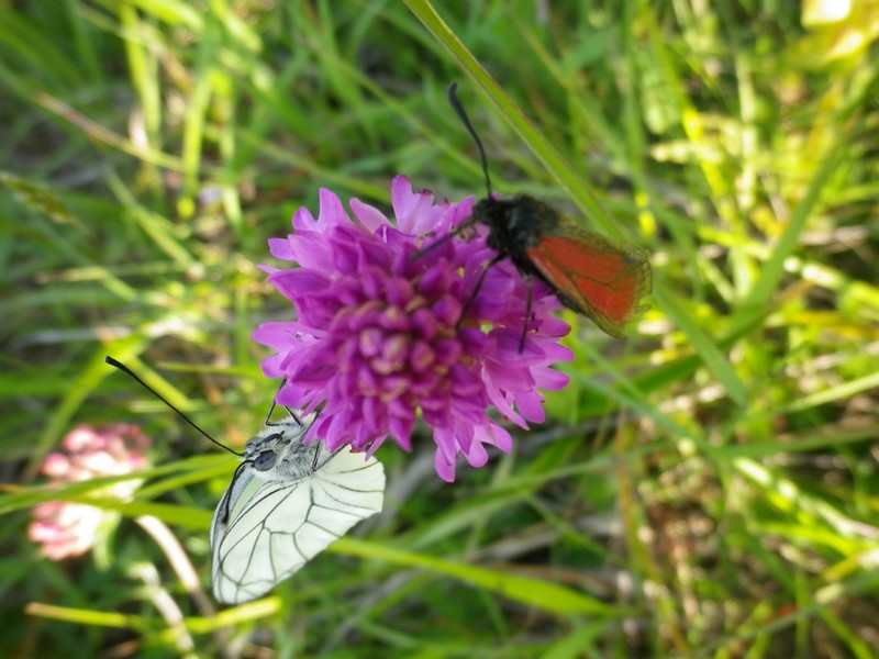 Due farfalled e un fiore